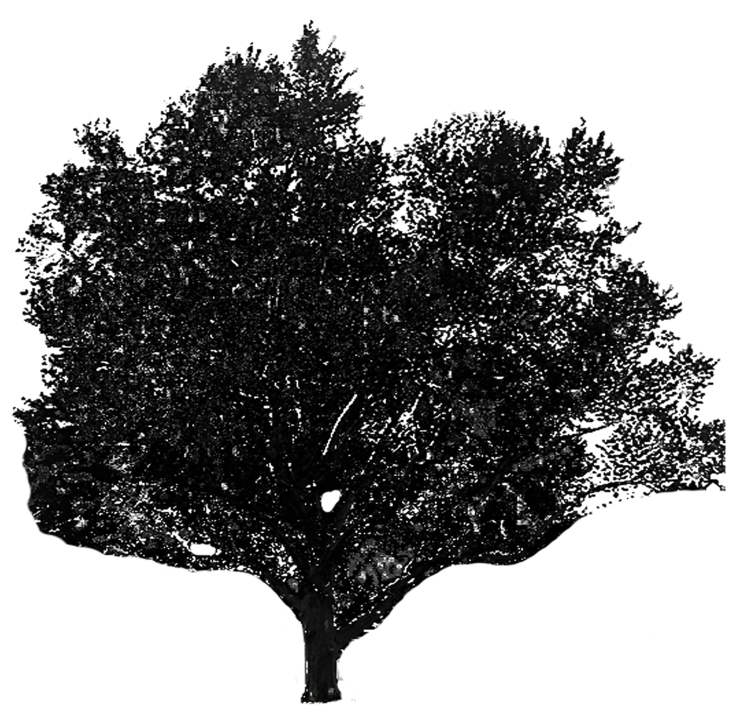 London Planetree