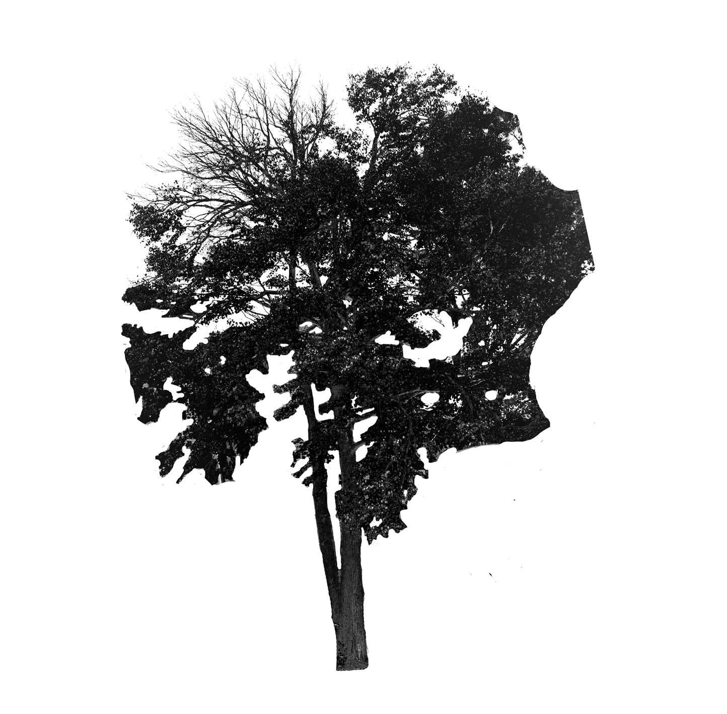 Katsuratree