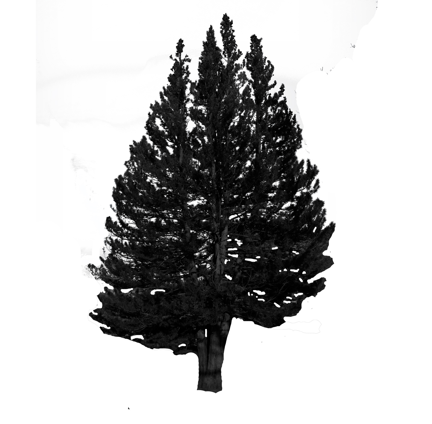 Umbrella Pine
