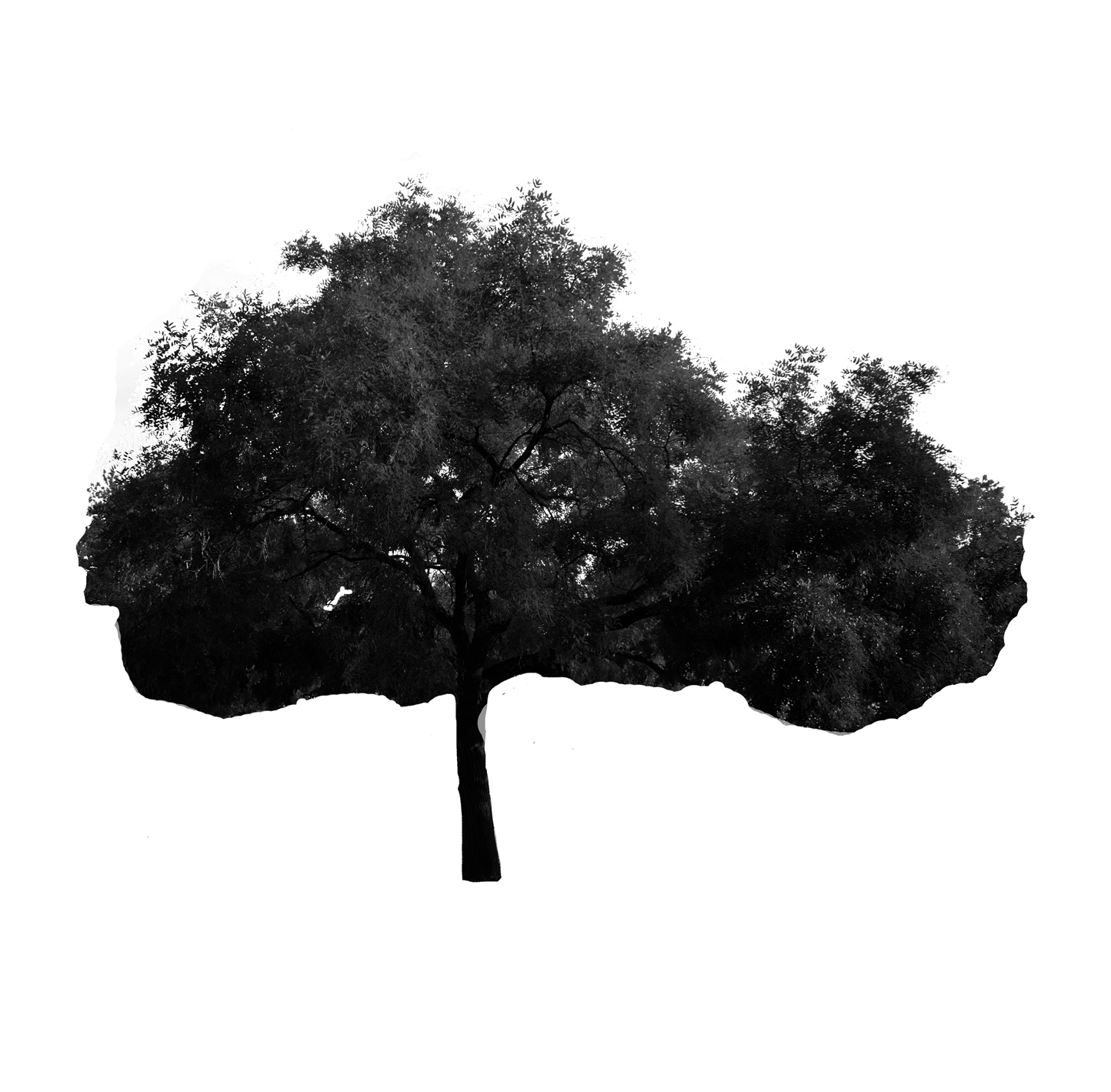 Japanese Pagoda Tree
