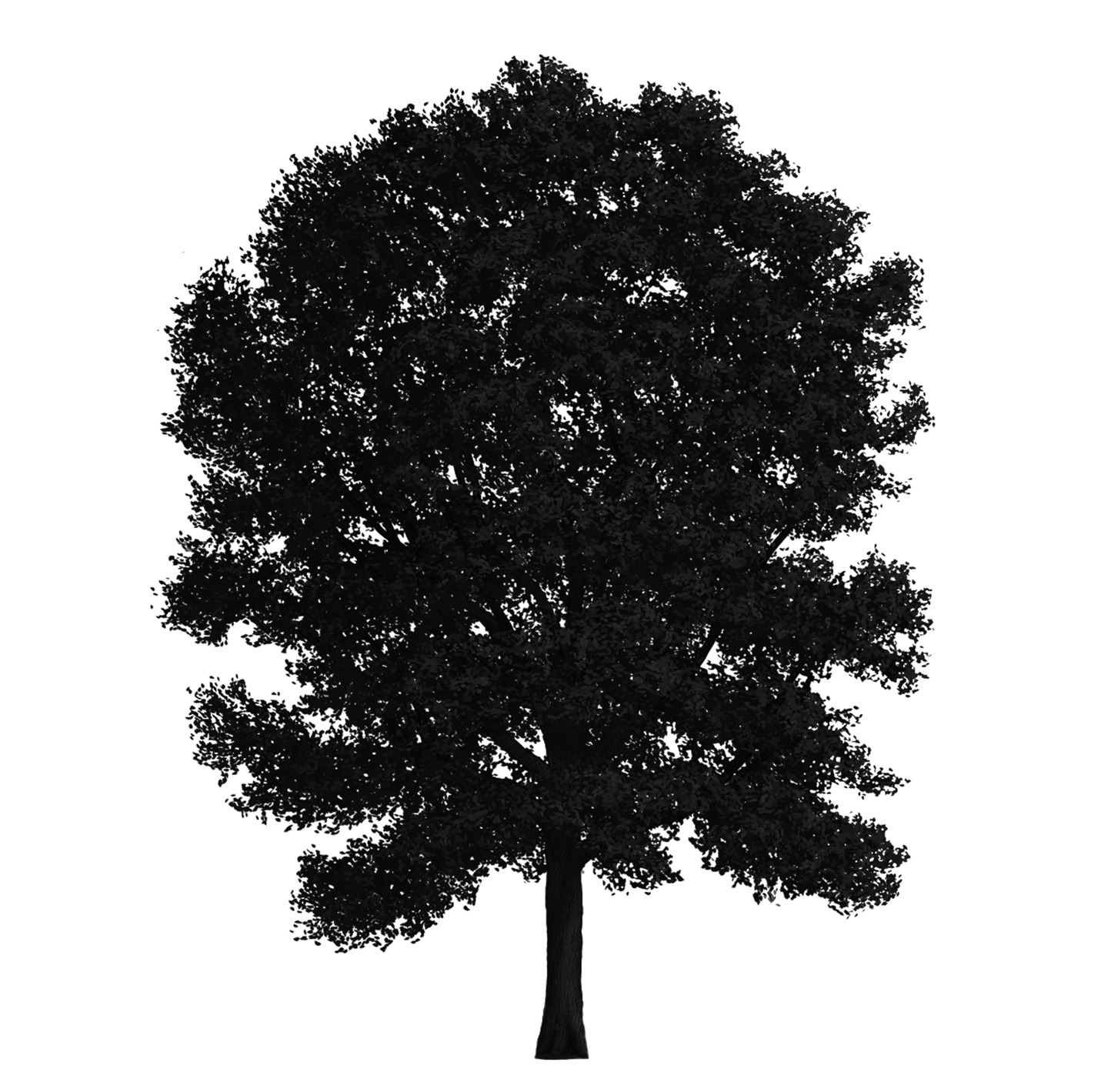 Silo of Shingle Oak tree