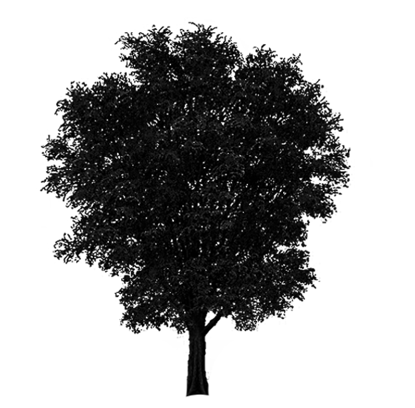 Silo of London Planetree tree