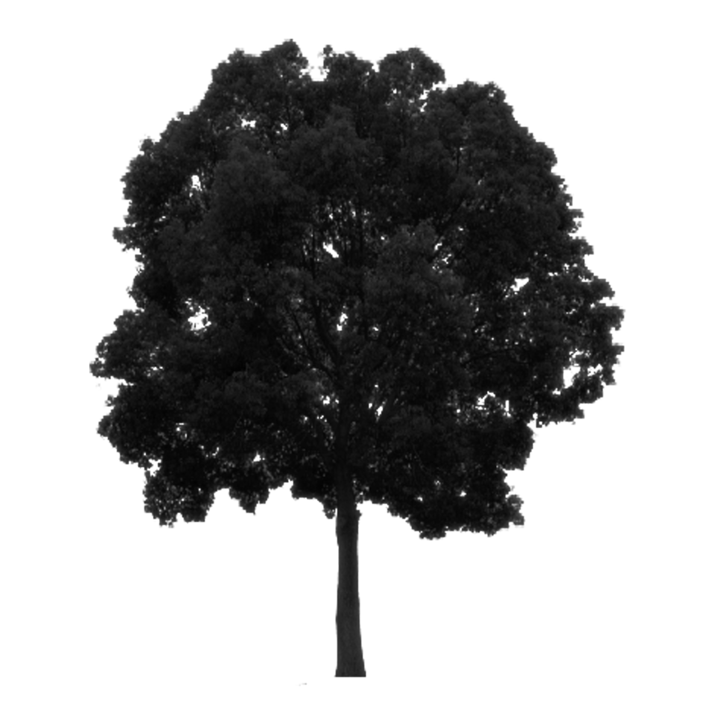 Silo of Common Hackberry tree