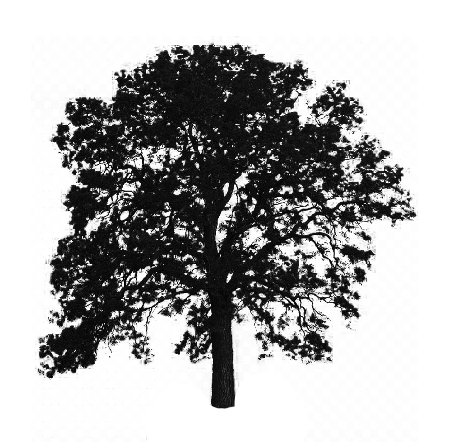 Silo of White Oak tree
