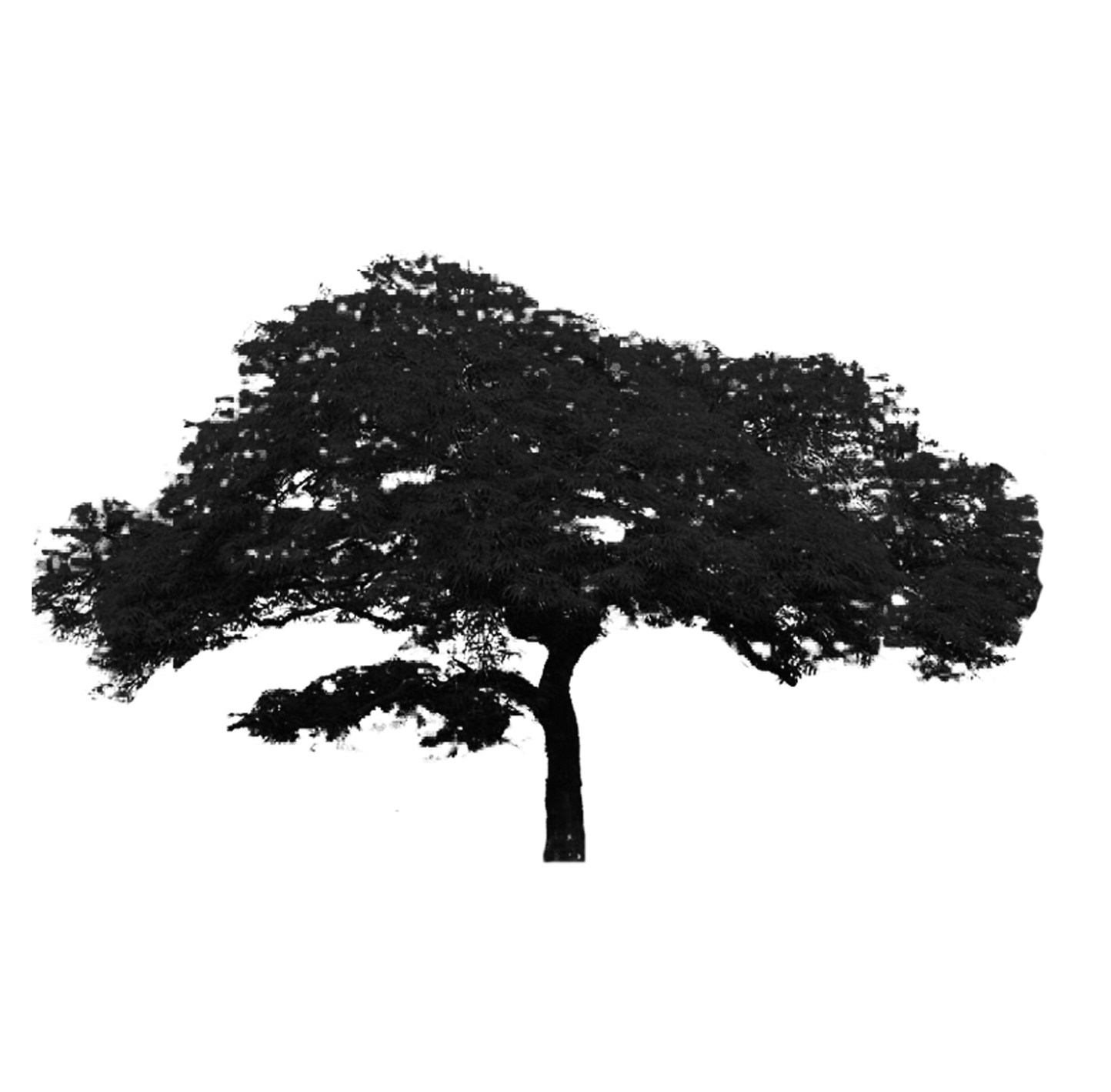 Japanese Maple cultivar tree