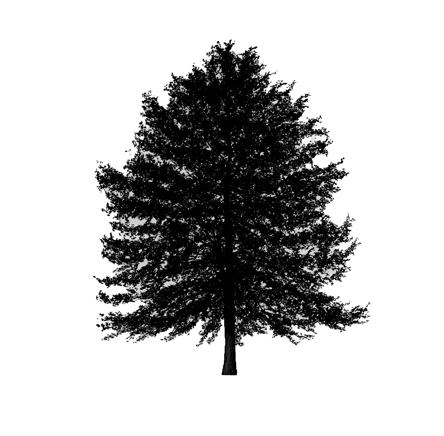 Silo of Black Tupelo tree