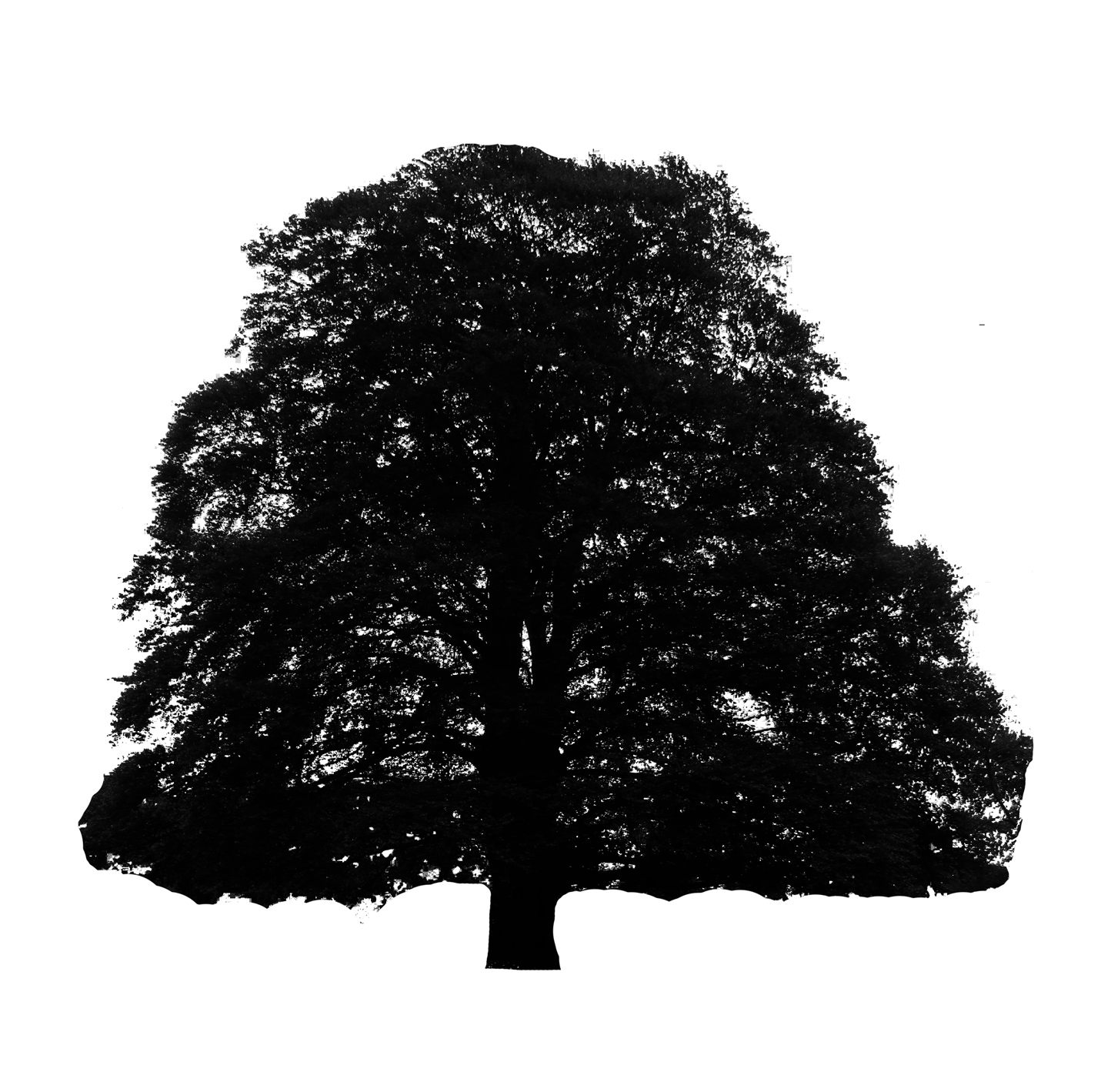 European Beech cultivar