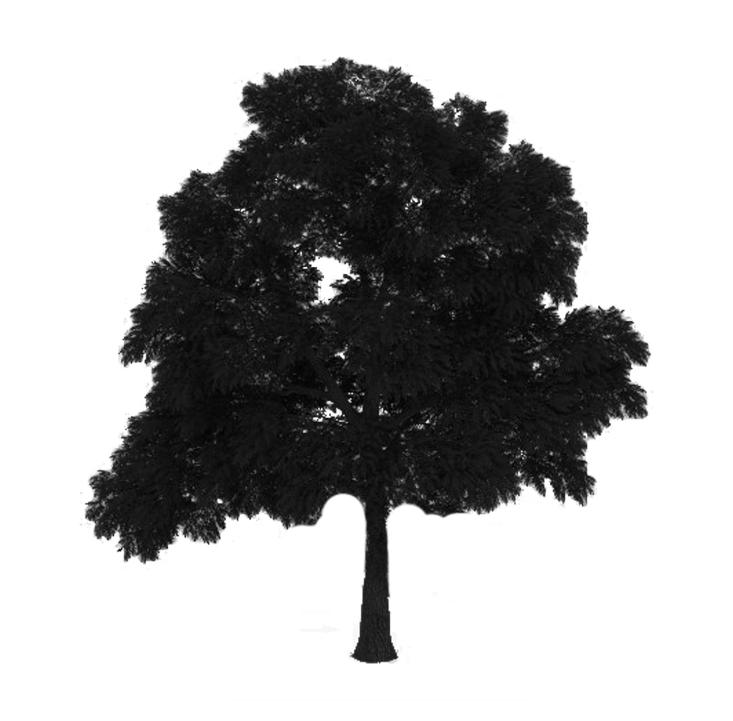 Sassafras