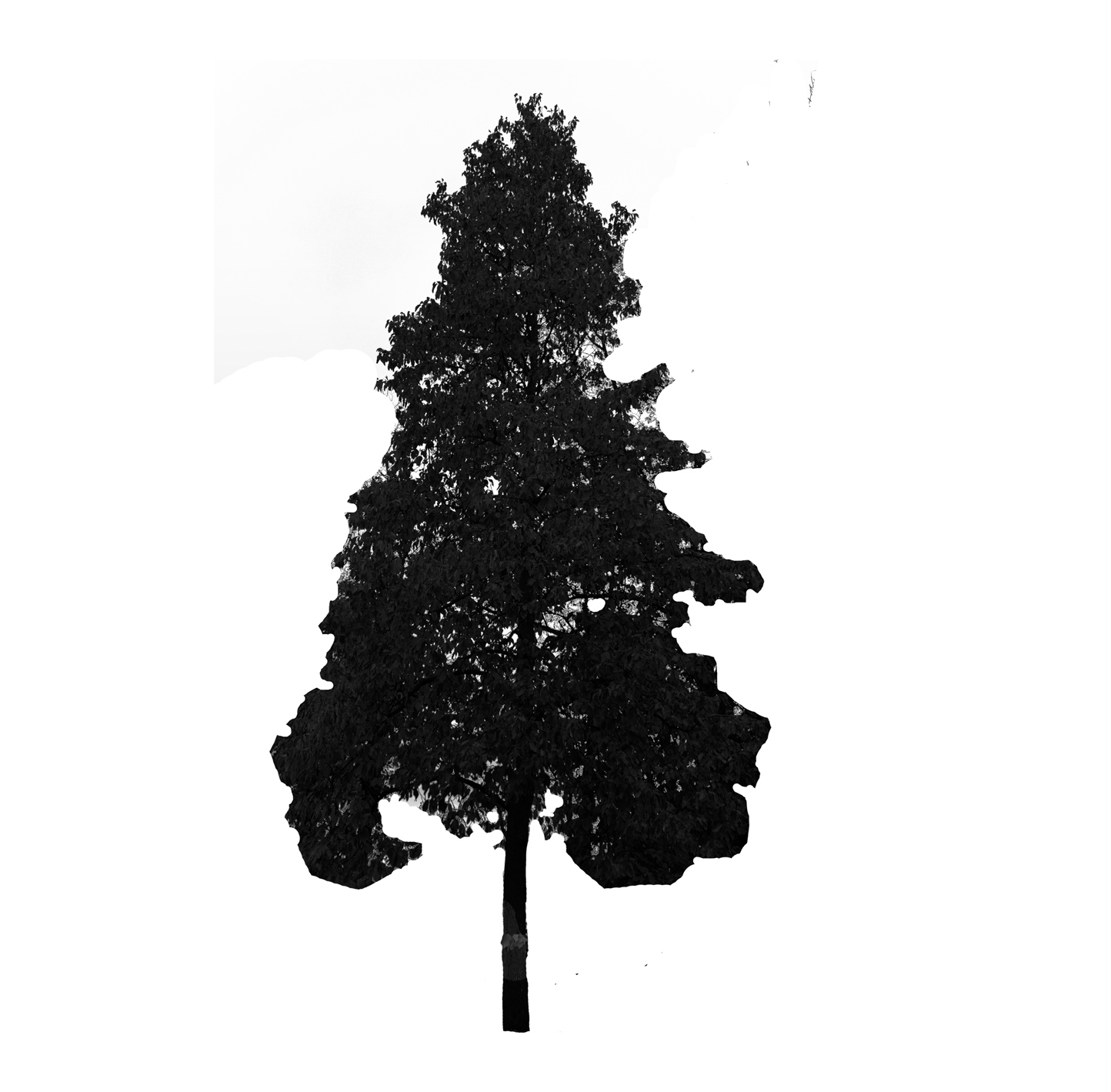 Cucumbertree Magnolia