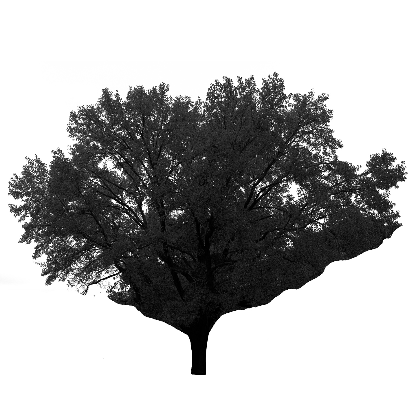 American Sweetgum