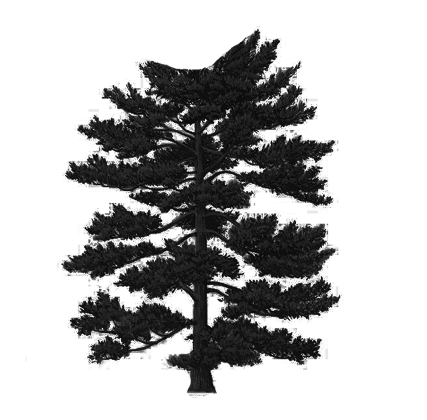 Japanese White Pine
