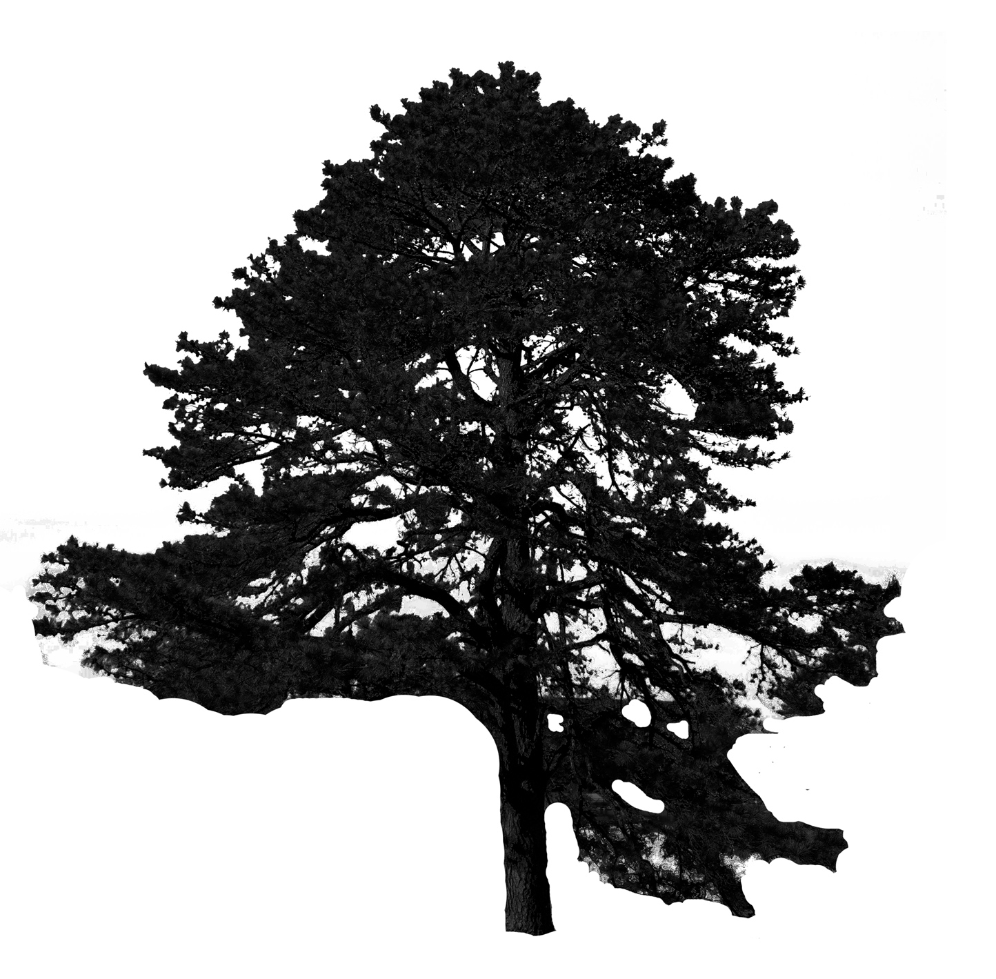 Pitch Pine