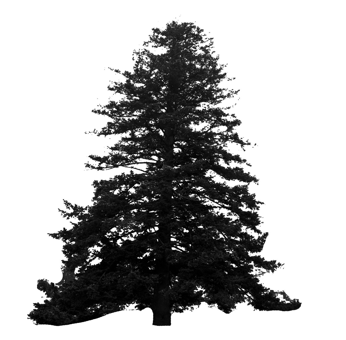 Silo of Needle Fir tree