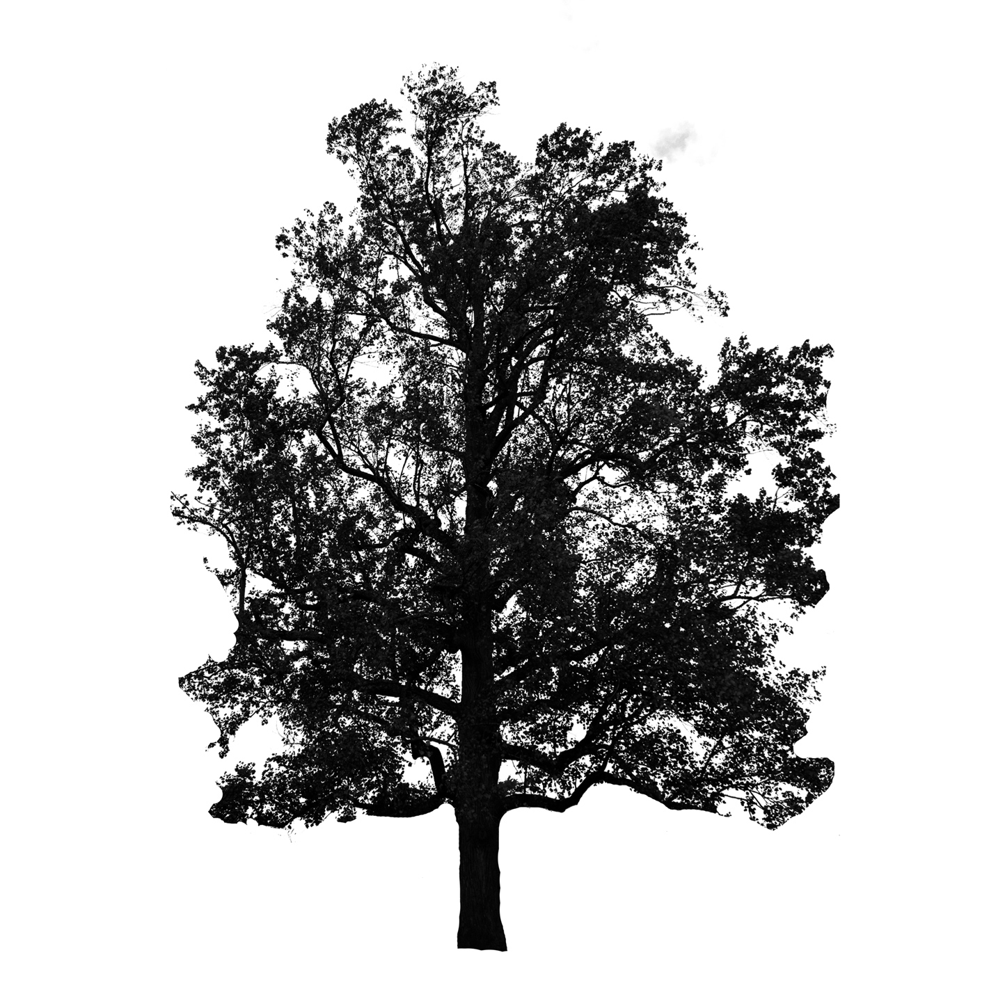 Tuliptree