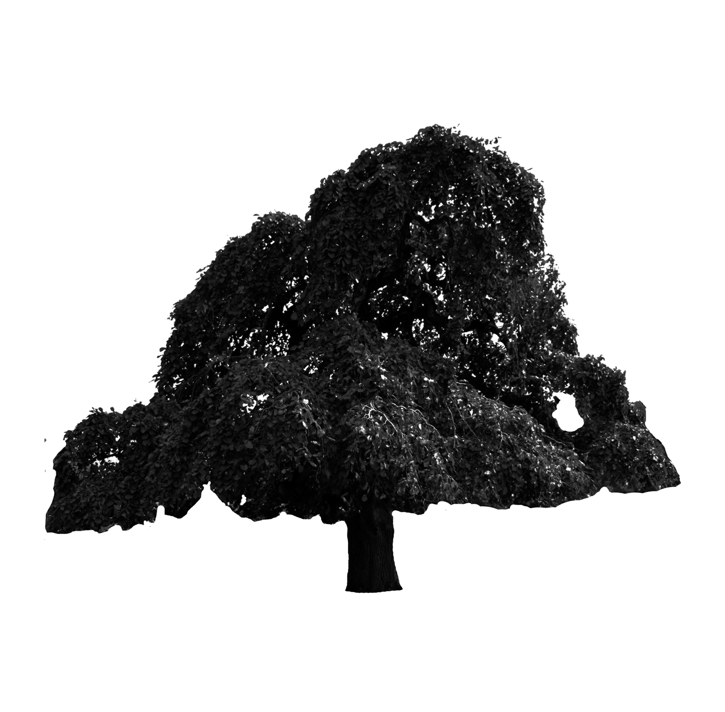Camperdown Elm