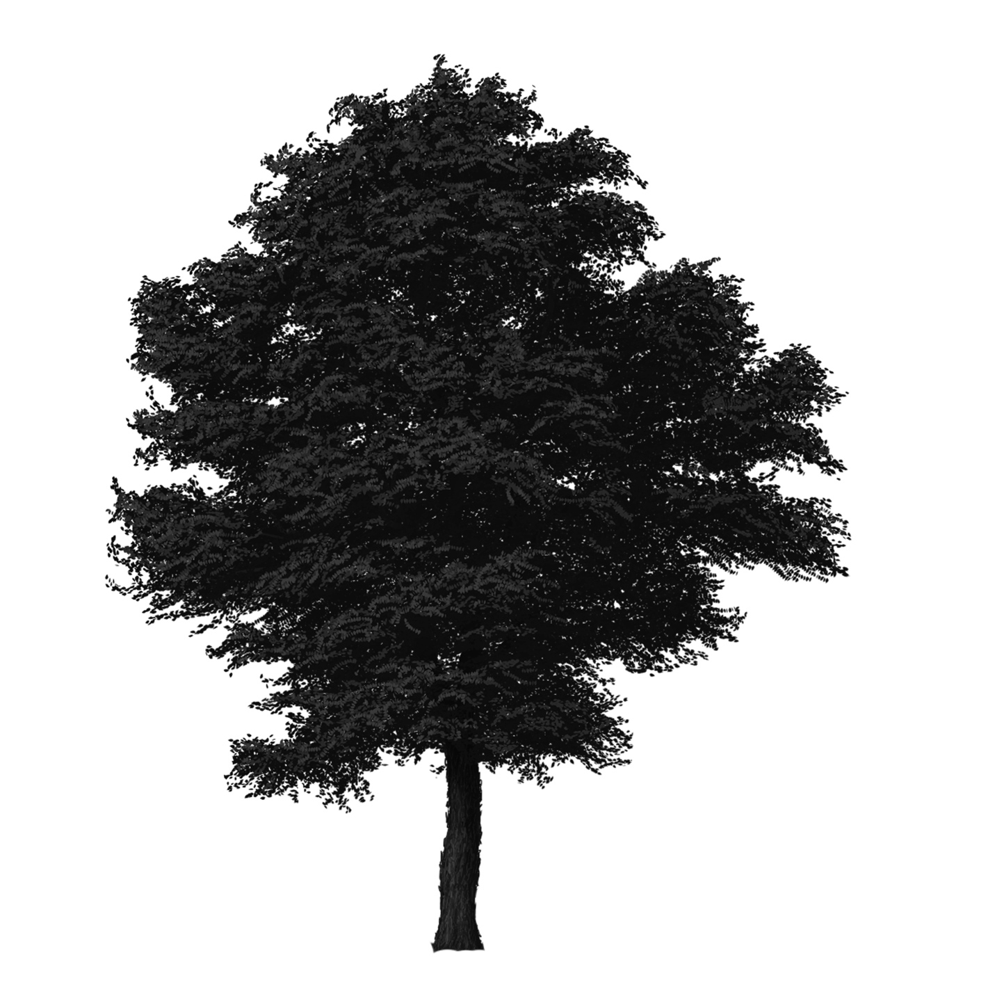 Kentucky Coffeetree