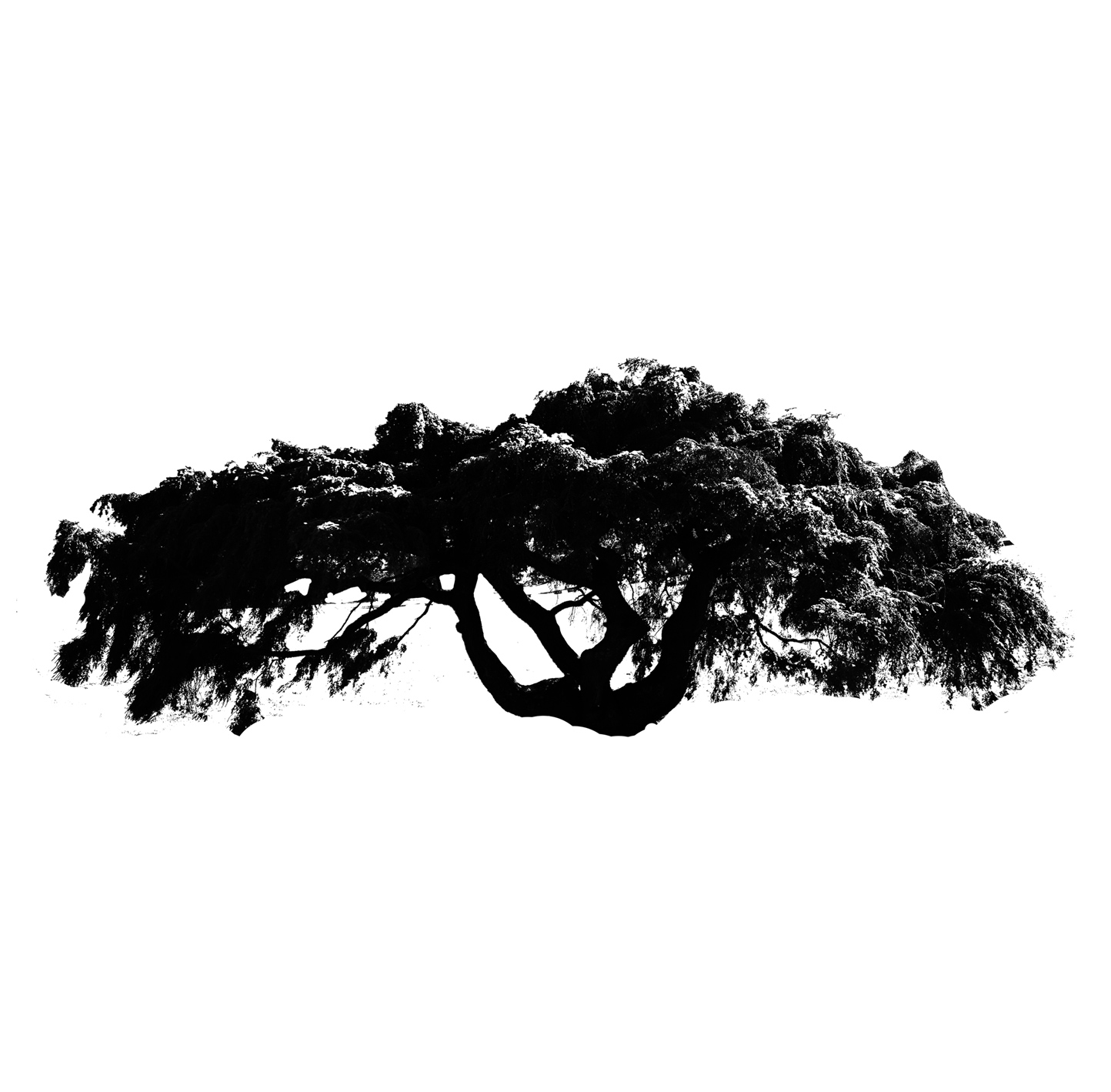 Canadian Hemlock