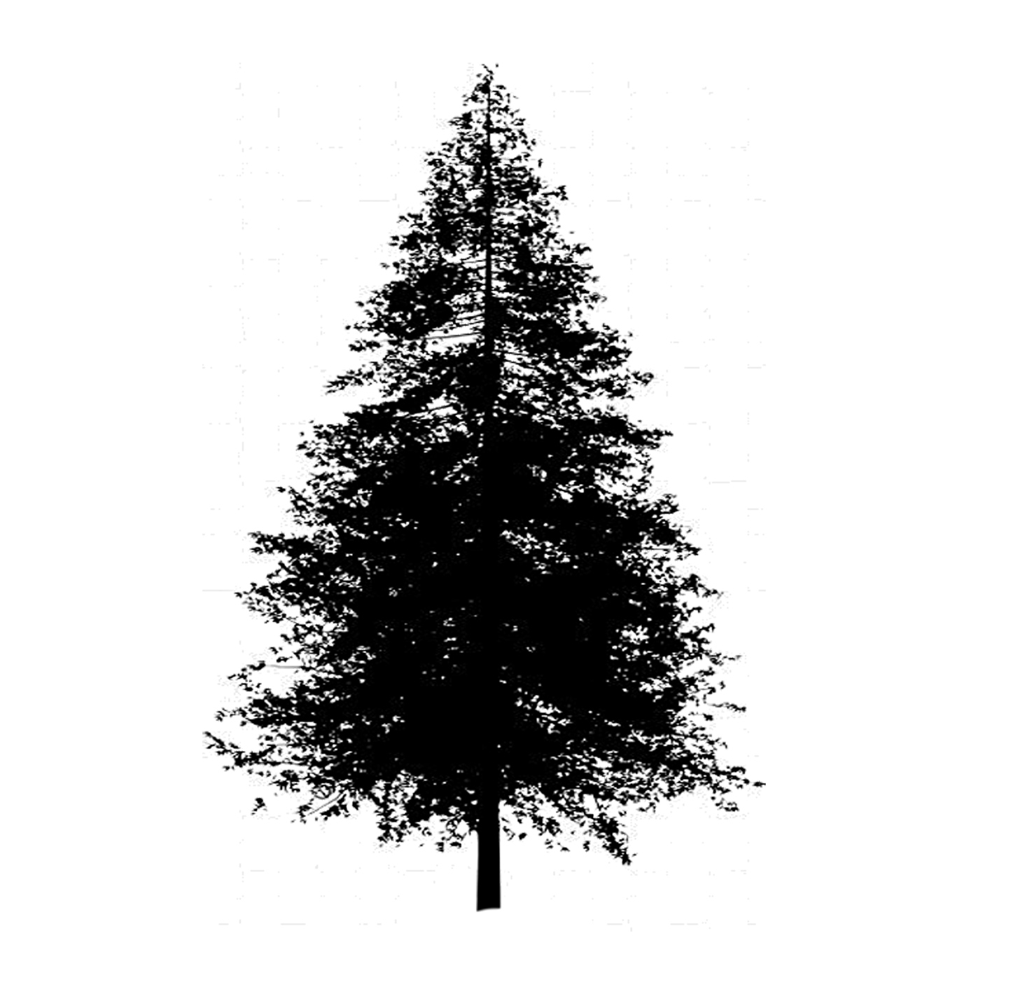 Silo of Dawn Redwood tree