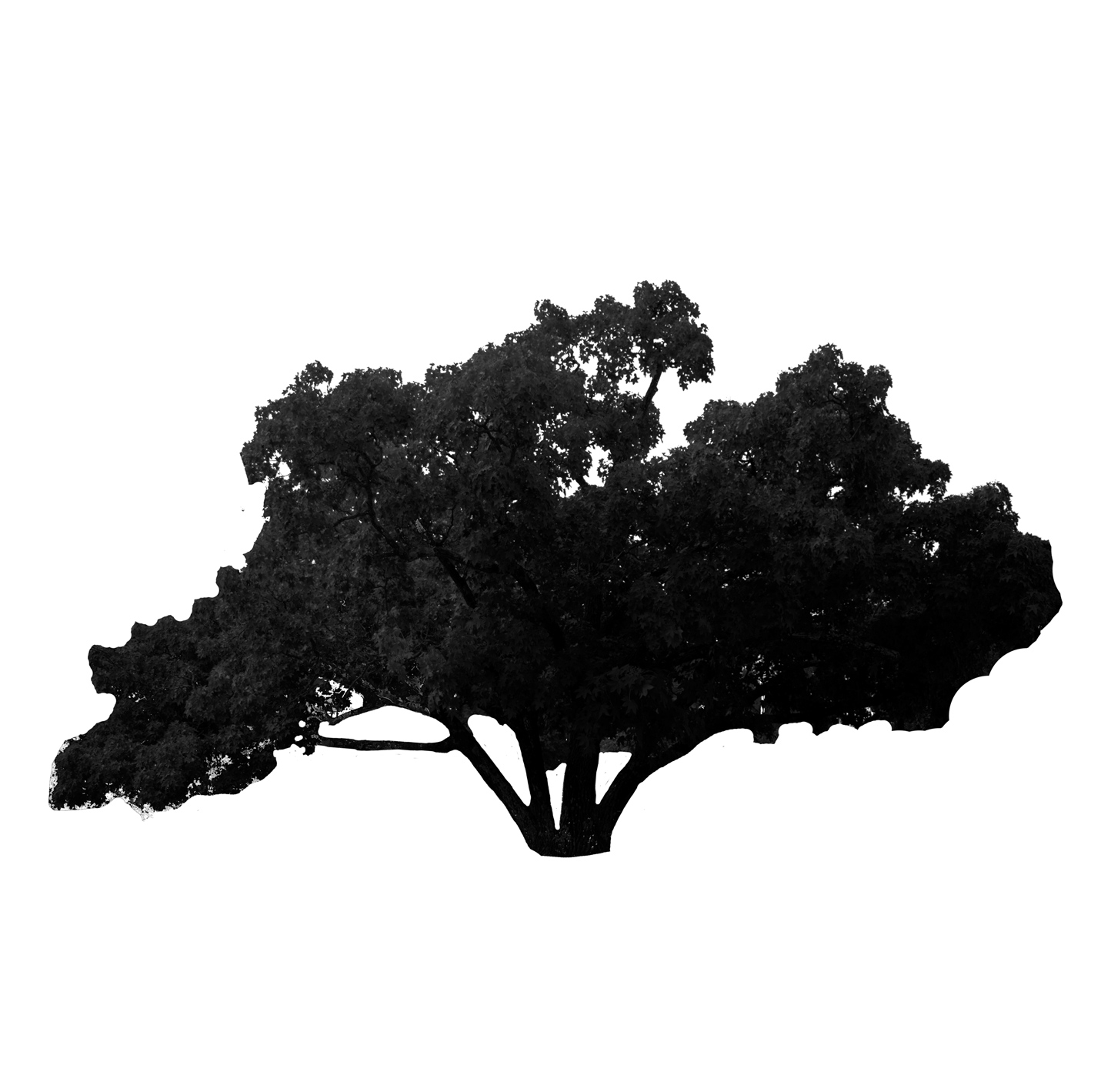 Castor-aralia