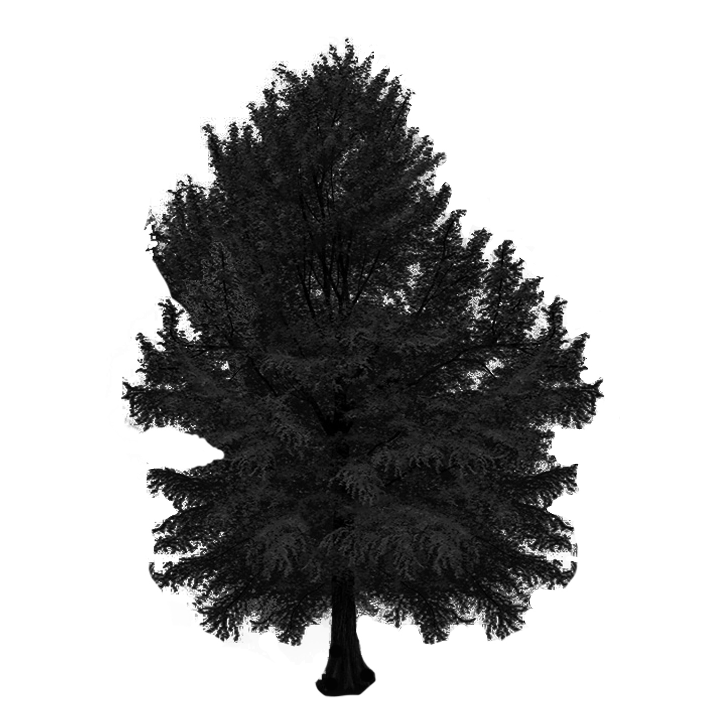 American Holly