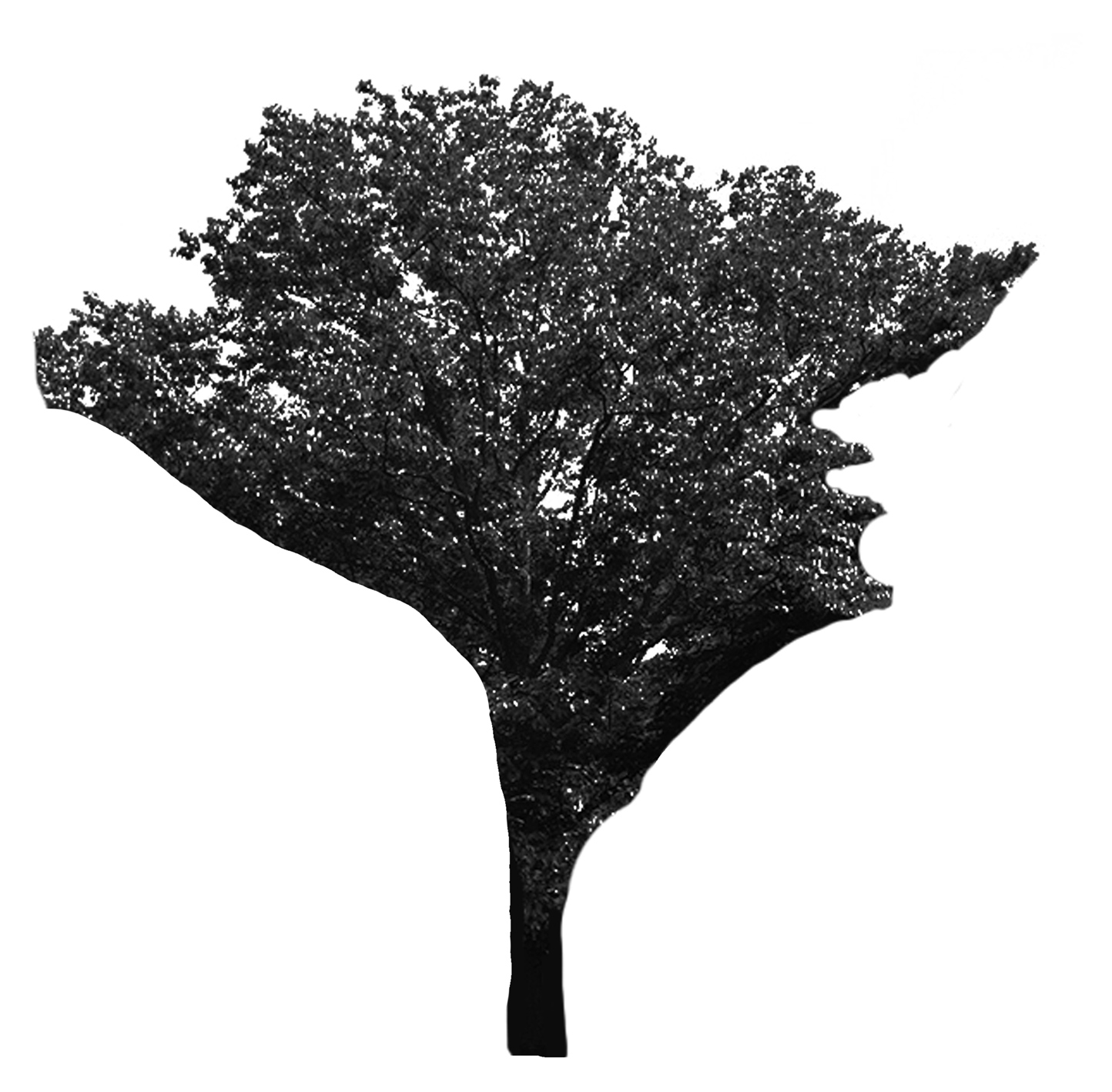 Japanese Raisin Tree