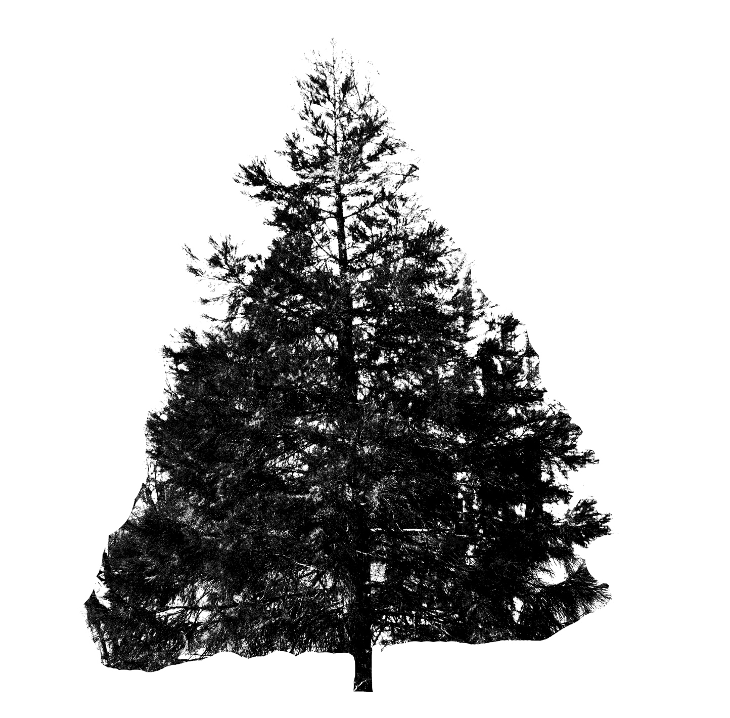 Silo of Giant Sequoia tree