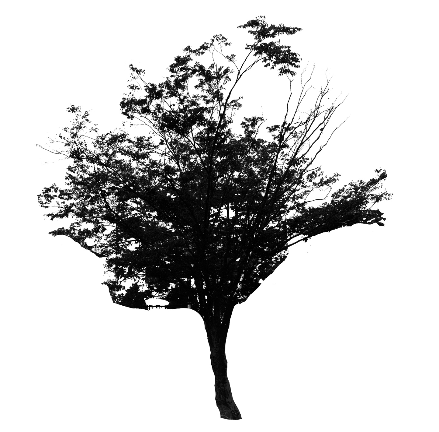 Sourwood