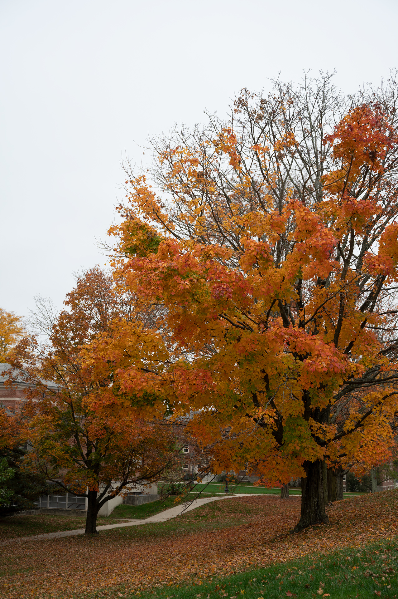 Orange leaves on Maple tree
